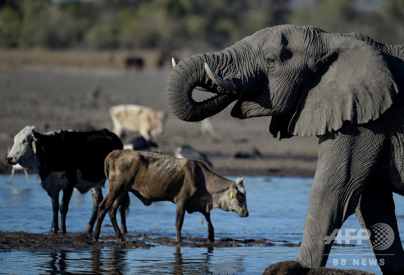 水を求めて泥地に集まる動物たち 干ばつのボツワナ 写真28枚 国際ニュース Afpbb News