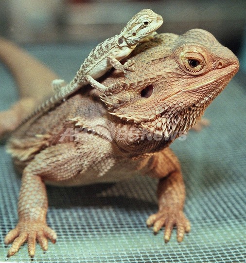 イグアナやハムスターのペット、子どもに感染症の危険 米研究 イグアナやハムスターのペット、子どもに感染症の危険 米研究