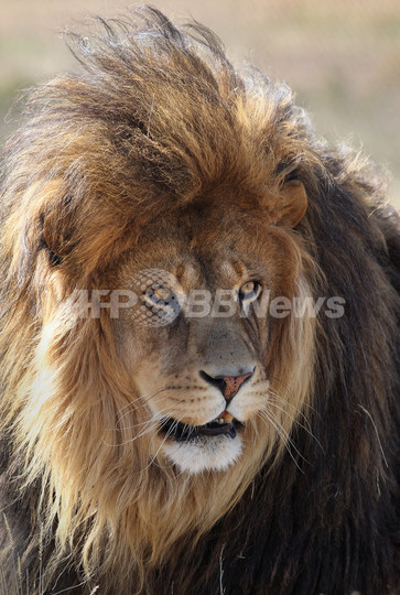 飼育員がライオンに襲われ死亡、米動物公園 飼育員がライオンに襲われ死亡、米動物公園