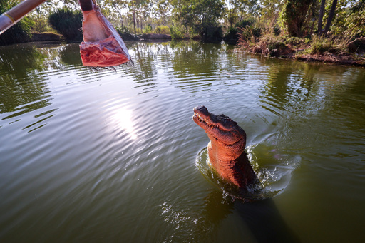 絶滅寸前から「ワニの楽園」に オーストラリアの保全活動 写真15枚