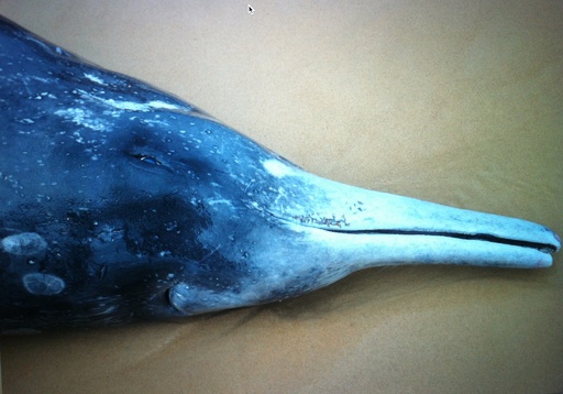 くちばし持つ希少クジラ、豪海岸に漂着 写真3枚 国際ニュース：AFPBB News