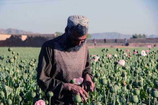 カンダハルのケシ畑 アフガニスタン 写真10枚 国際ニュース：AFPBB News