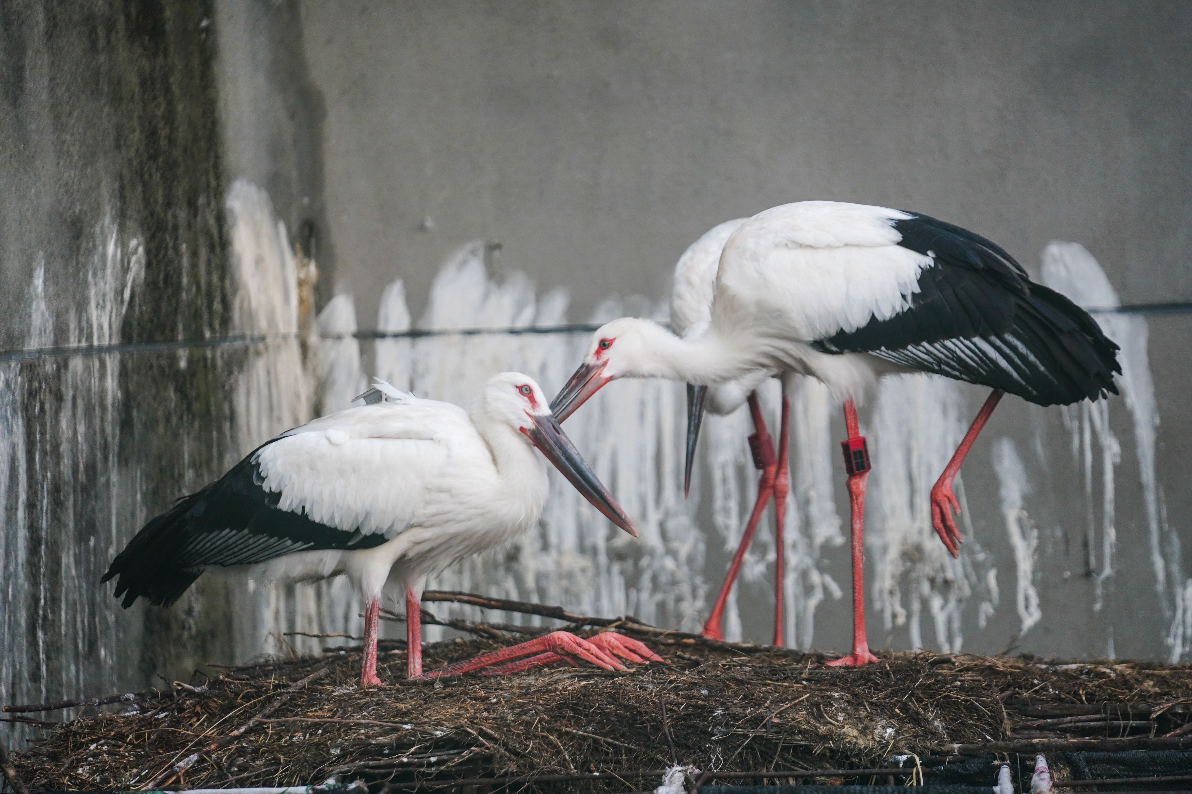 保護されたコウノトリ 野生に復帰 江西省 写真18枚 国際ニュース Afpbb News