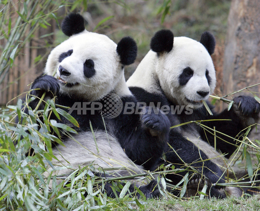 中国南西部大地震、研究センター飼育のパンダはすべて無事 写真3枚