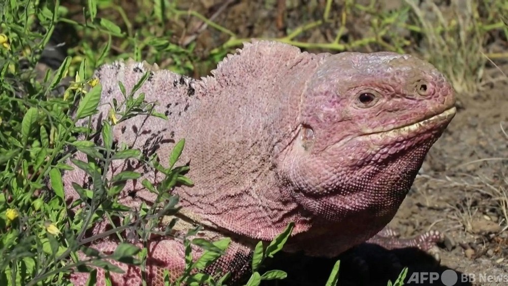 動画：残りわずか211匹、ガラパゴス諸島のピンクイグアナ 個体数調査 写真1枚 国際ニュース：AFPBB News