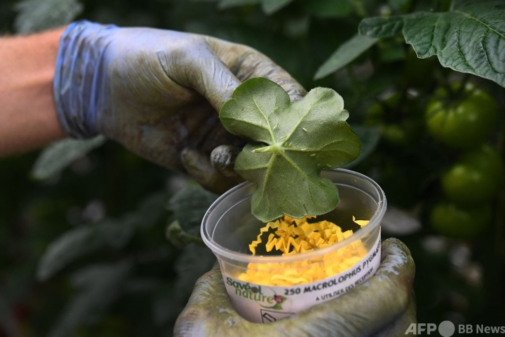 昆虫ファームが無農薬トマトを後押し フランス