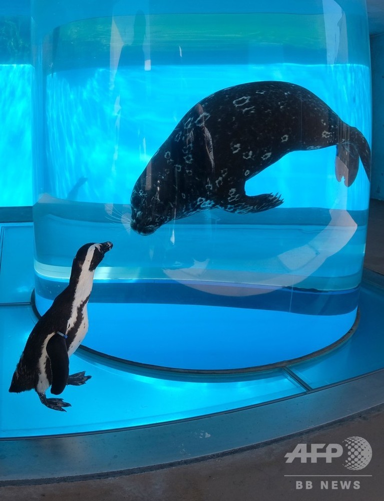 休館中の水族館で「異種間交流」 アザラシに会ったペンギンの反応は