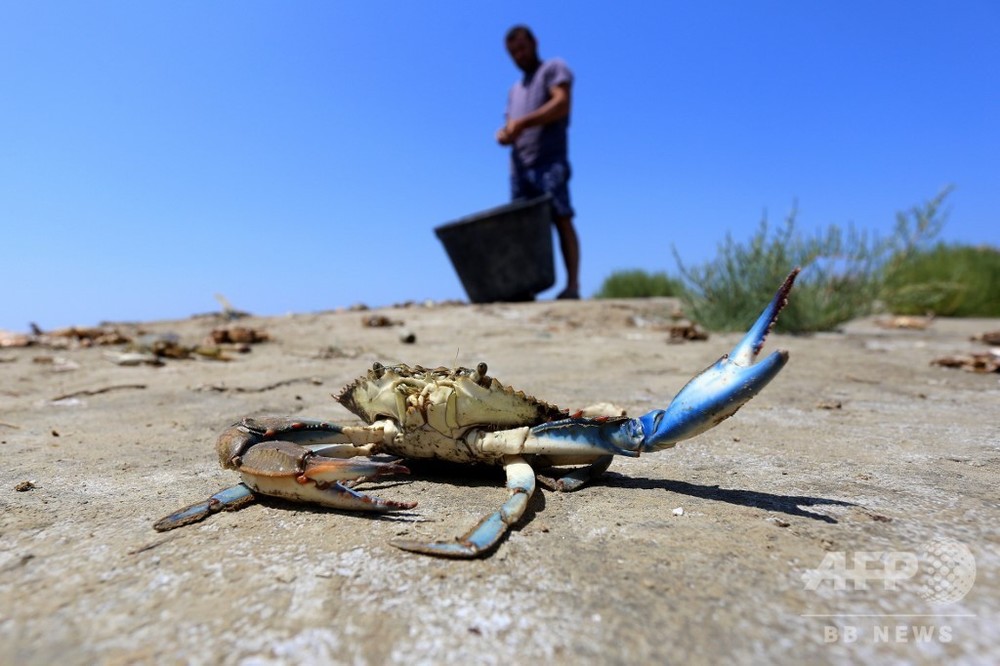 青いはさみがやって来る アオガニがアルバニアの漁師を脅かす 写真13枚 国際ニュース Afpbb News