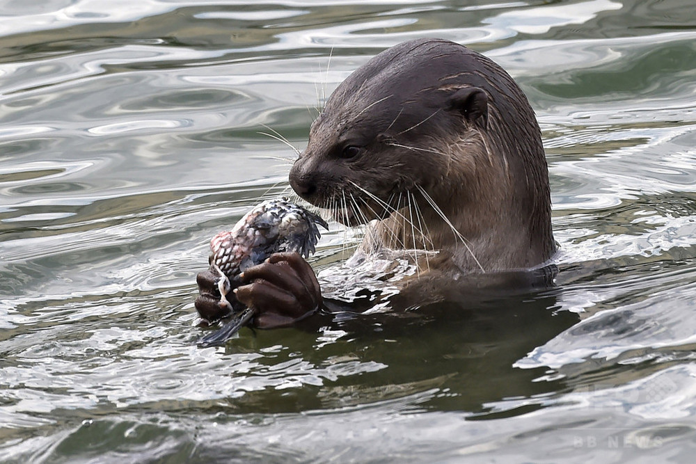 魚食べたり泳いだり カワウソが貯水池に出現 シンガポール 写真3枚 国際ニュース Afpbb News