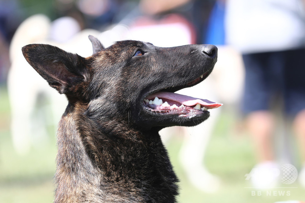 スイス 女性が飼い犬に訓練所で襲われ死亡 写真1枚 国際ニュース Afpbb News