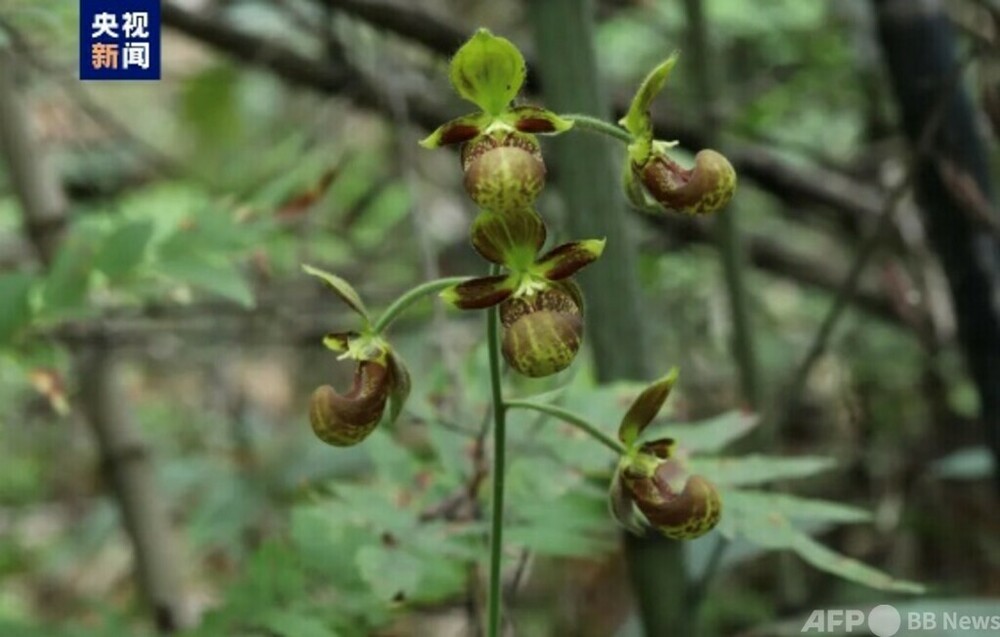 奇異な姿のランの花 中国雲南省で発見 写真2枚 国際ニュース：AFPBB News
