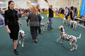 スロバキアの首都ブラチスラバ（Bratislava）で9日から11日まで、「ワールド・ドッグ・ショー（World Dog Show）」が開催され、59か国から3万匹のイヌが参加した。写真は、自慢の愛犬を披露する飼い主ら（2009年10月9日撮影）。(c)AFP/SAMUEL KUBANI