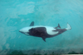 仏アンティーブ（Antibes）の水族館「マリーンランド（Marineland）」のプールで、出産するシャチ（2011年3月16日撮影）。(c)AFP/MARINELAND/CHRISTIAN GUENANFF