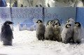 入園客の前に登場したコウテイペンギンのひな（2020年11月8日撮影）。(c)Xinhua News