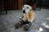 国際ニュース:AFPBB News虐待受けた犬猫の保護施設 メキシコ市