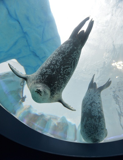 まるで眠っているようなアザラシ、大阪・海遊館