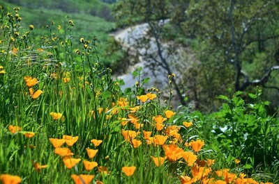 春の訪れ、鮮やかなカリフォルニアホピー