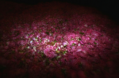 最高級ブルガリアンローズオイルの産地「バラの谷」