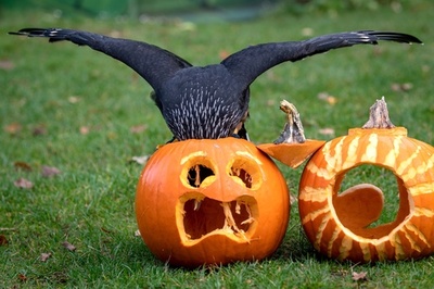 【今日の1枚】角? 帽子? 変な髪形の正体は…