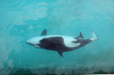 シャチの出産の瞬間とらえた写真、仏水族館が公開