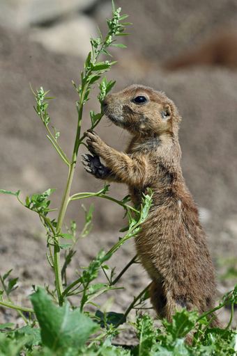 プレーリードッグ、「新天地」でのびのび ドイツ