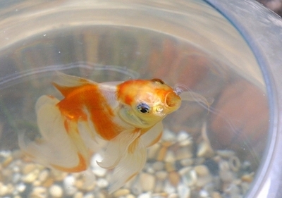 金魚に尊厳死、ブタにシャワー ―― スイスで厳格な動物保護法が発効