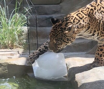 夏限定！特製氷でひんやりクールダウン<br />動物たちに氷のプレゼント