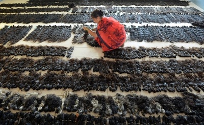 分けて洗って乾かして…世界最大の毛髪輸出国インドの加工・処理施設