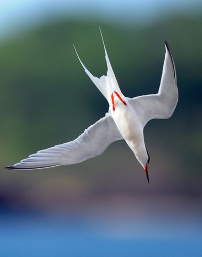 魚を狙うベニアジサシ、カリブ海