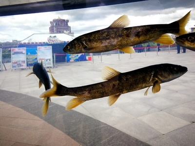 中国最大の塩水湖で湟魚の稚魚放流、青海