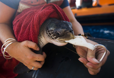 グリーンピース、太平洋でマグロ漁に抗議