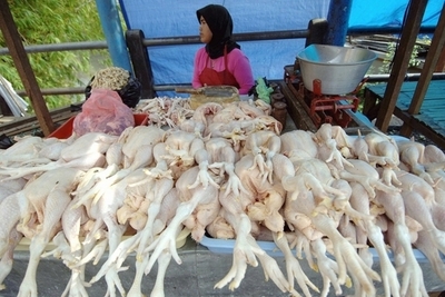 インドネシアで新たに鳥インフルエンザ患者、同国127人目