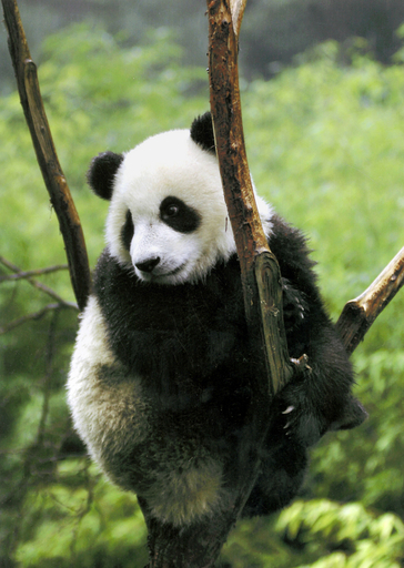 中国の胡国家主席、オーストラリアにパンダ2頭を寄贈へ