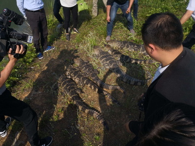 「生きた化石」ヨウスコウワニ、再び日本へ輸出