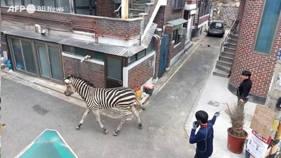 動画:「甘えん坊」のシマウマ脱走、ソウル市街を冒険 韓国