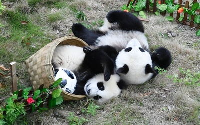 サッカーボールみたい? 赤ちゃんパンダも「熱戦」、四川