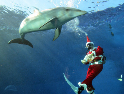 水族館に早くもクリスマス到来、横浜・八景島シーパラダイス