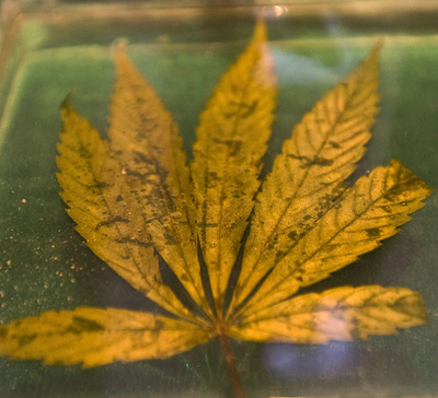 麻薬の原料から密売人の靴まで展示、メキシコの麻薬博物館