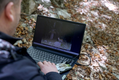 「森の幽霊」 絶滅危惧種のバルカンオオヤマネコを追跡調査