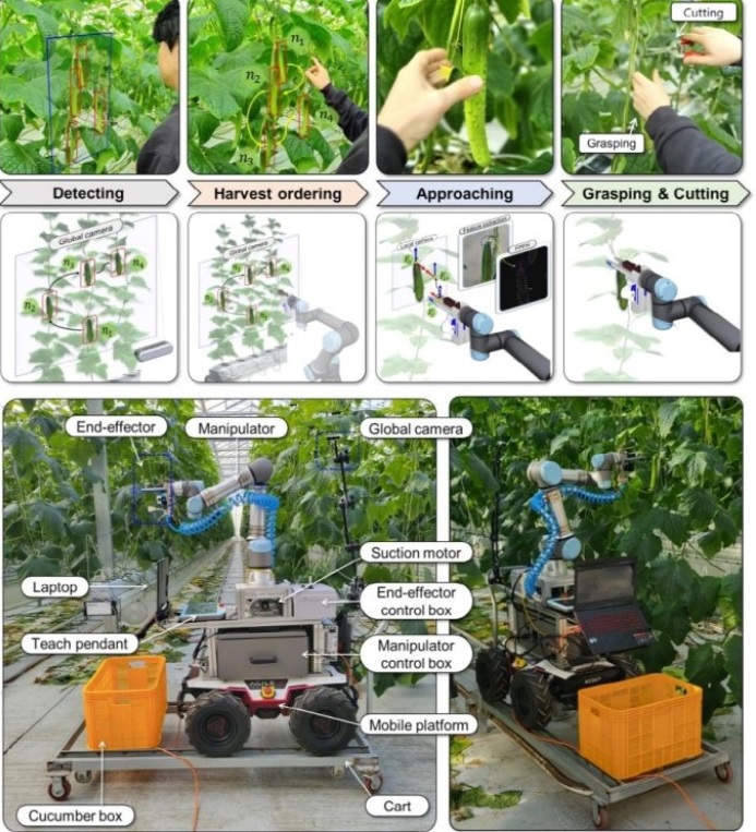 全南大学のソン・ヒョンイル教授のチームが開発した果菜類収穫人間中心ロボット（写真提供=全南大学）(c)MONEYTODAY