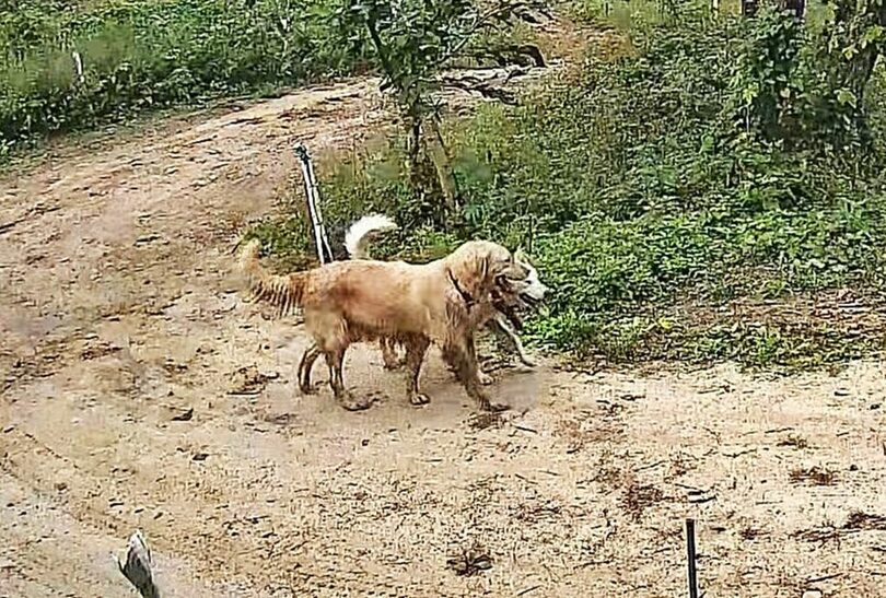 飼い主提供(c)news1