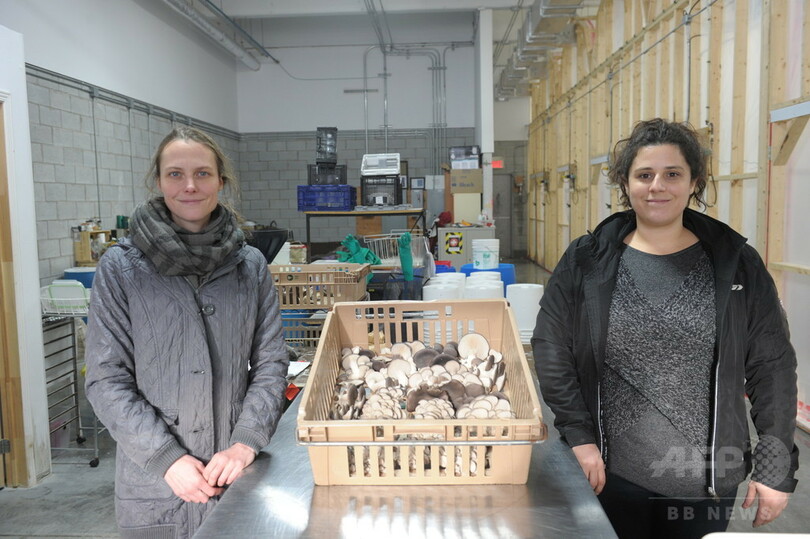 キノコで都市の循環経済を活性化、カナダ・モントリオール