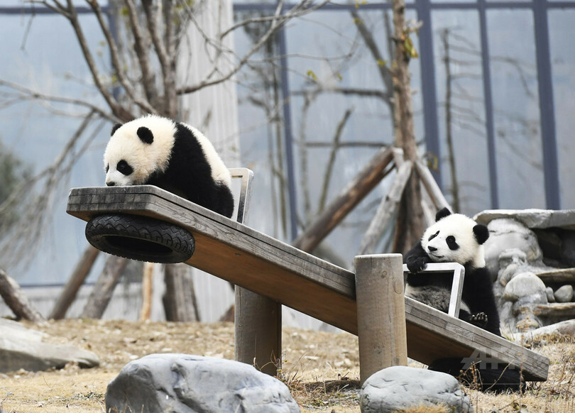 あけましておめでとう！ジャイアントパンダも新年祝う
