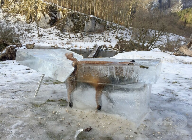 ドナウ川に落ちて凍ったキツネ、氷の塊ごと切り出される ドイツ