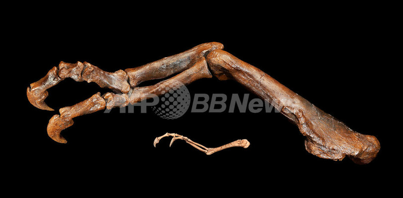 Ｔレックスの祖先は小さかった、保存状態の良い化石が中国で見つかる