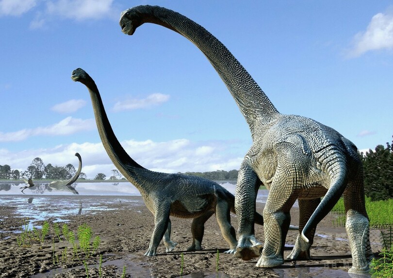 14メートル超える新種草食恐竜の化石 豪州で発見 研究 写真2枚 国際ニュース Afpbb News