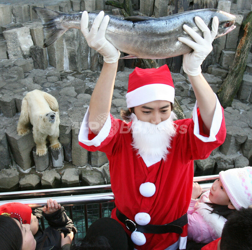 上野動物園のホッキョクグマにクリスマス特製プレゼント 写真4枚 国際ニュース Afpbb News