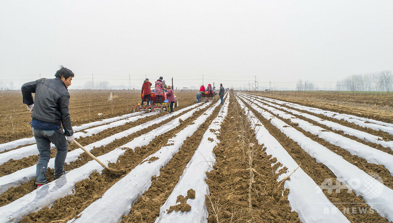 ザクロとジャガイモのリレー栽培 江蘇で春季の耕作始まる