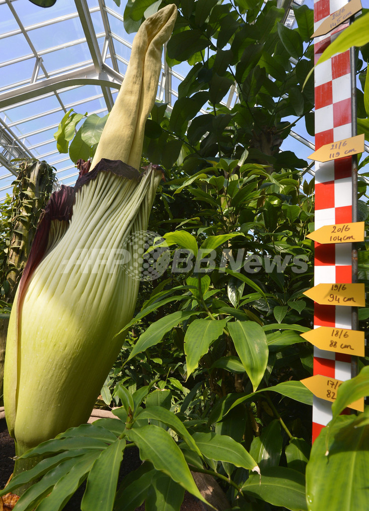 もはや珍しくない 世界一巨大な花が異例の頻度で開花 ベルギー 写真4枚 国際ニュース Afpbb News