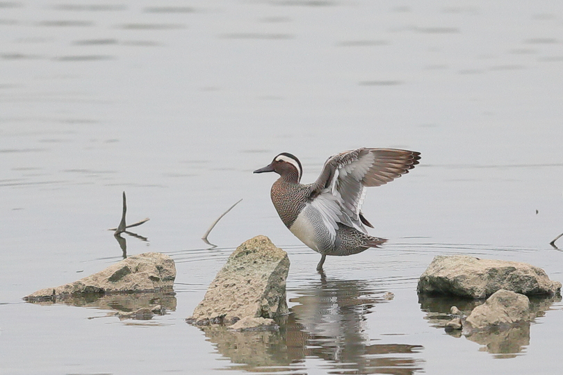 貴重な鳥シマアジ、海珠国家湿地公園に初めて姿現す 中国・広州市